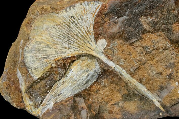 Two Paleocene, Fossil Ginkgo Leaves - North Dakota #174193